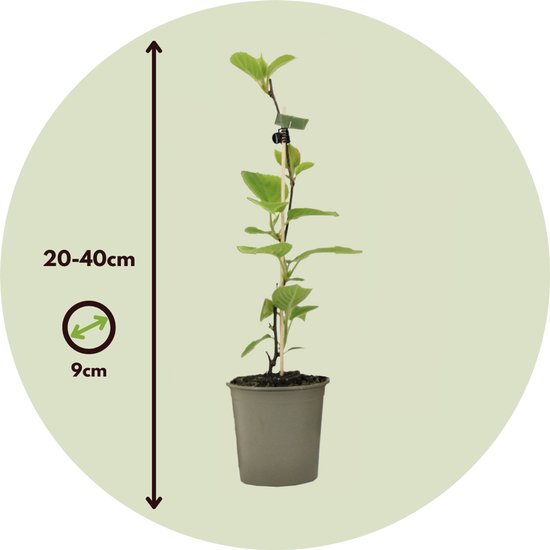 Kiwiplant van 20-40 cm hoog in een grijze pot, met indicatie voor potmaat 9cm.