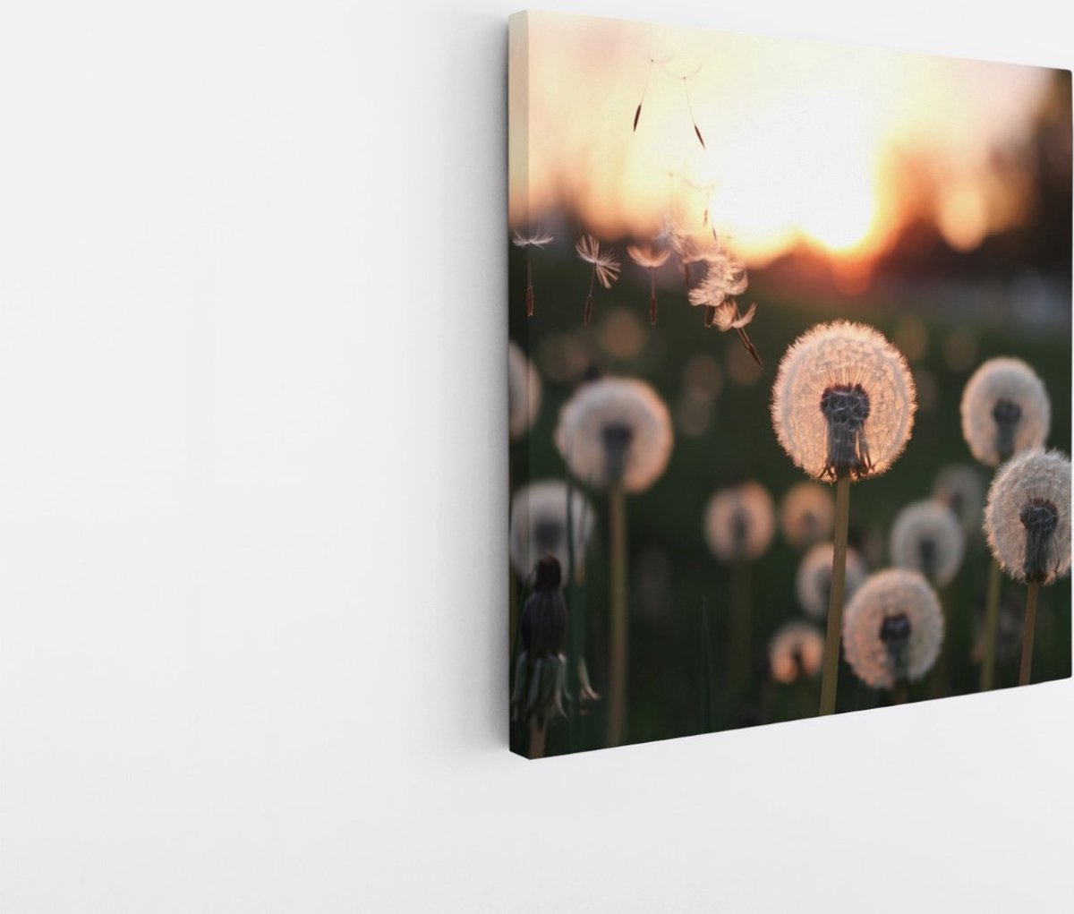 Saammp Canvas Schilderij - dandelion in zonsopgang - Natuur - 60x60 - Foto op canvas - Wanddecoratie - Muurdecoratie Woonkamer - Kantoor Decoratie Multicolor