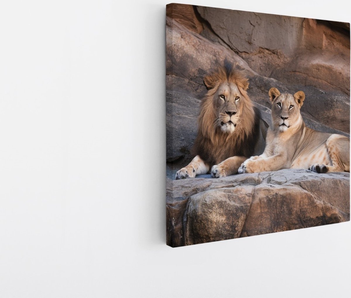 Saammp Canvas Schilderij - Leeuw en Leeuwin op Rotsen - Dieren - Natuur - 30x30 - Foto op canvas - Wanddecoratie - Muurdecoratie Woonkamer - Slaapkamer decoratie - Canvas Print Multicolor