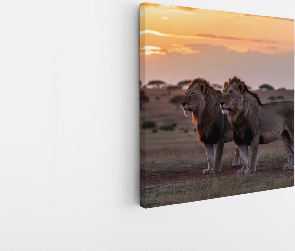 Saammp Canvas Schilderij - Leeuwen in de serangeti - Dieren - Natuur - 40x40 - Foto op canvas - Wanddecoratie - Muurdecoratie Woonkamer - Slaapkamer decoratie - Canvas Print Multicolor