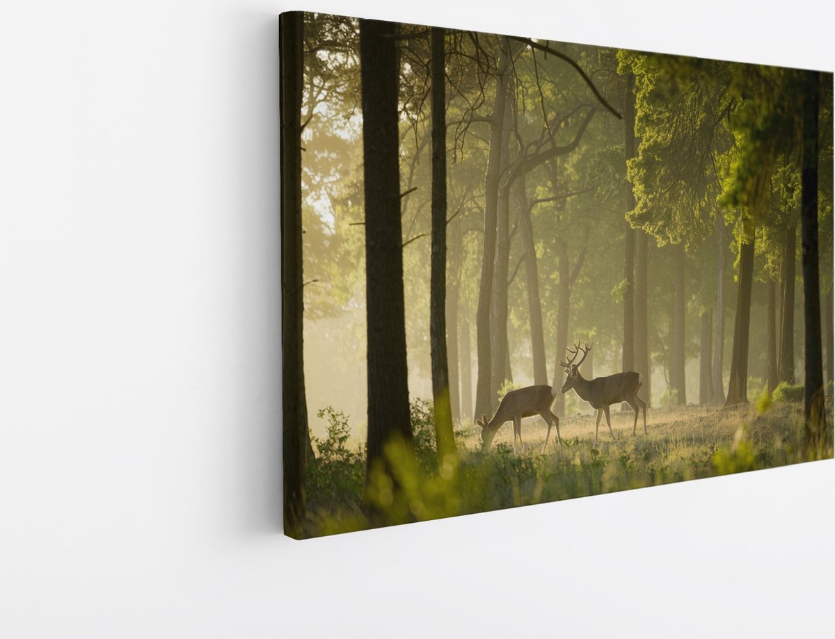 Saammp Canvas Schilderij - 2 Herten in het bos - Dieren - Landschap - Natuur - 50x40 - Foto op canvas - Wanddecoratie - Muurdecoratie Woonkamer - Slaapkamer decoratie - Canvas Print Multicolor