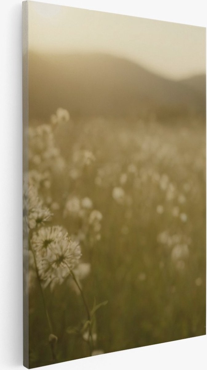 Saammp Canvas Schilderij - Landschap - Wit - Bloemenveld met zonsondergang - Natuur - 30x40 - Foto op canvas - Wanddecoratie - Muurdecoratie Woonkamer - Slaapkamer decoratie - Canvas Print Multicolor