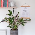 Calathea Fusion White in gestreepte pot naast een 'The Wine Guide' poster.