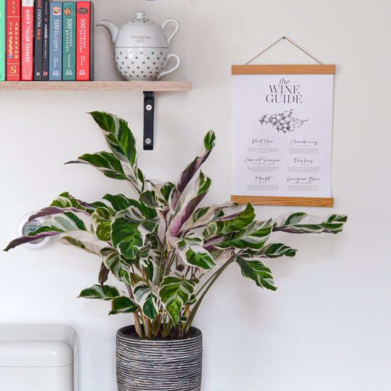 Calathea Fusion White in gestreepte pot naast een 'The Wine Guide' poster.