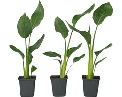 Plant in a Box - Strelitzia Reginea - Set van 3 - Tropische kamerplant - Paradijsvogelbloem - Pot 9cm - Hoogte 25-40cm