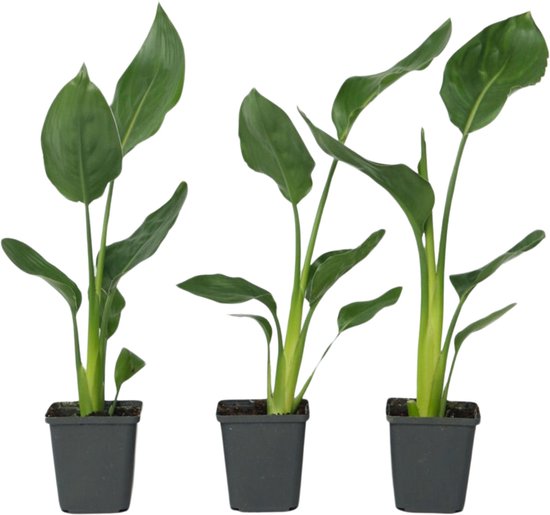 Plant in a Box - Strelitzia Reginea - Set van 3 - Tropische kamerplant - Paradijsvogelbloem - Pot 9cm - Hoogte 25-40cm