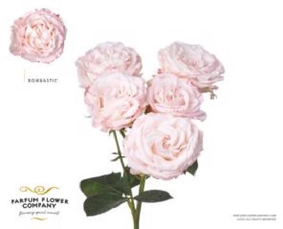 12x Rosa bombastic 50cm | bol
