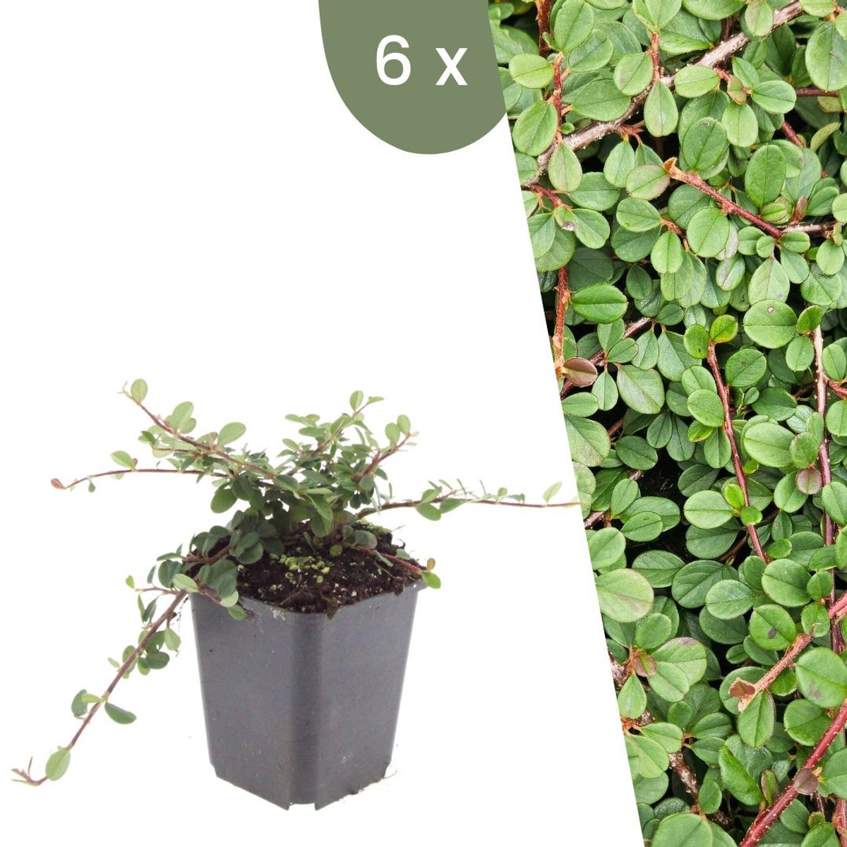 Plants by Frank | 6 Dwergmispel Planten | Cotoneaster praecox 'Queen of Carpets' | Winterharde bodembedekker planten | tuinplanten | Winterharde vaste planten meerjarig | Winterharde tuinplanten