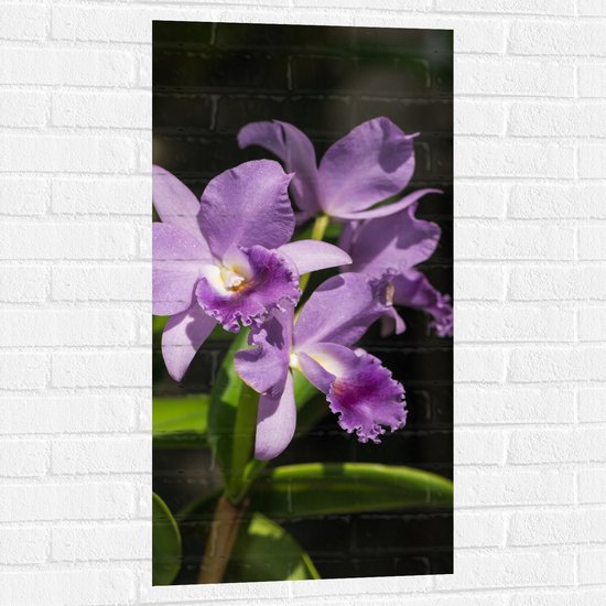 Muursticker - orchidee met witte knopjes en diverse paarse tinten - Bloem - 50x100 cm Foto op Muursticker