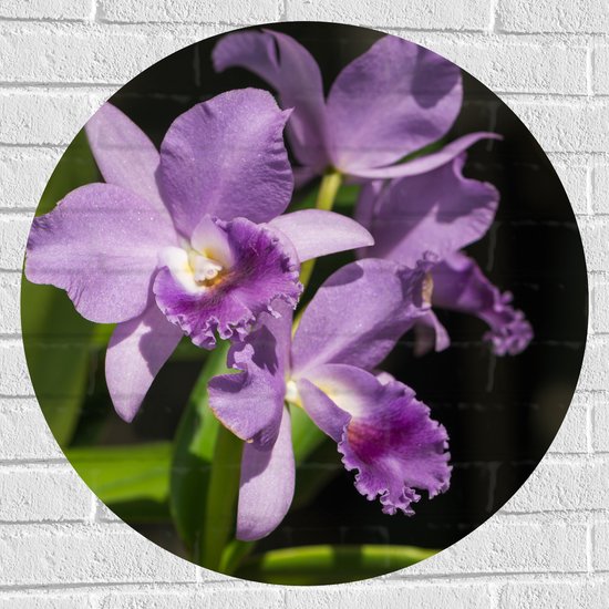 Muursticker Cirkel - orchidee met witte knopjes en diverse paarse tinten - Bloem - 70x70 cm Foto op Muursticker