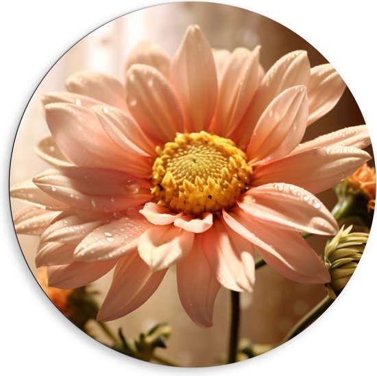 Dibond Muurcirkel - Licht Roze Chrysanten Bloem met Doorschijnende Gordijnen als Achtergrond - 80x80 cm Foto op Aluminium Muurcirkel (met ophangsysteem)