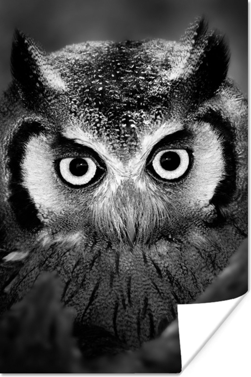 Poster Vogel - Uil - Portret- Zwart - Wit - 40x60 cm