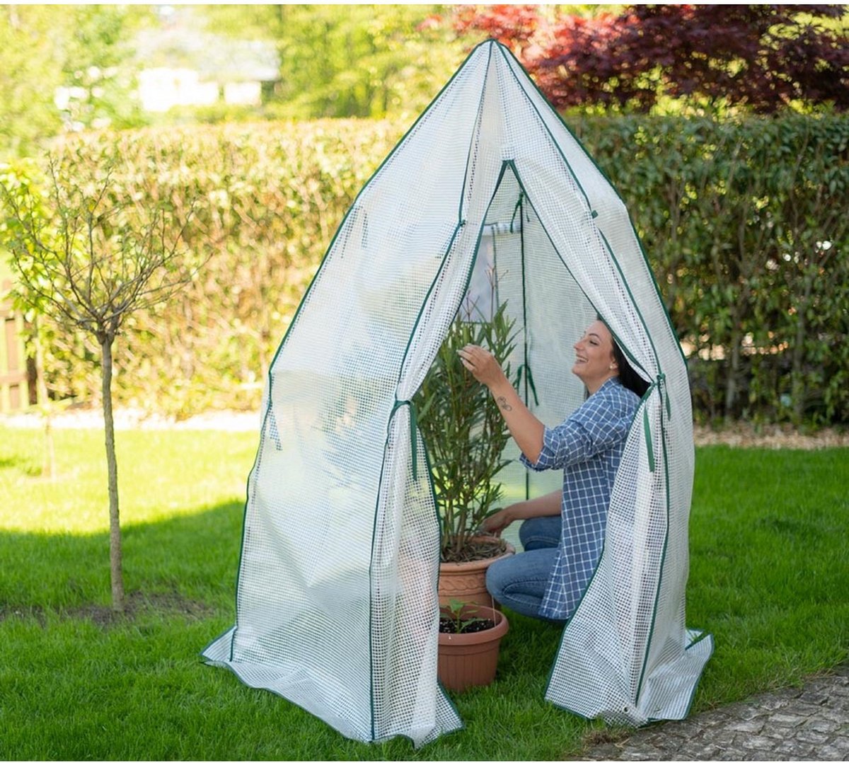 Westmann Olive plant overwintering tent - 160 x 160 cm