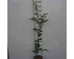 Fagus sylvatica C5 100-125 cm - Prachtige herfstkleur - Snelle groeier - Bladverliezend - Populair bij vogels
