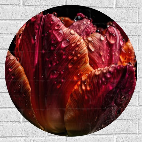 Muursticker Cirkel - Druppels op Gedroogde Tulp tegen Zwarte Achtergrond - 70x70 cm Foto op Muursticker