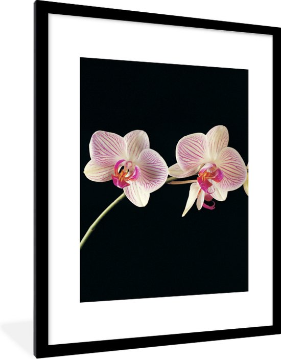 Cadre photo avec poster - Orchidée - Fleurs - Zwart - Rose - Bourgeons - 60x80 cm - Cadre poster