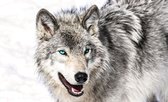 Fotobehang - Vlies Behang - Wolf in de Sneeuw - Sneeuwwolf - 208 x 146 cm