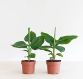 Plantje.nl - Musa Duo - P12 - Zon planten