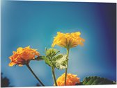 Acrylglas - Oranje en Gele Wisselbloemen voor Heldere Lucht Achtergrond - 100x75 cm Foto op Acrylglas (Met Ophangsysteem)