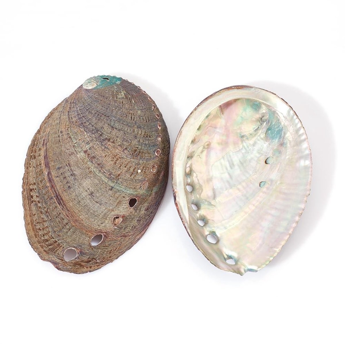 Dailygoods- Abalone Schelp 8.9-11.4 cm - 2 Stuks - Gepolijste Schelp - Wierookbrander - Decoratie - Natuurlijke Kenmerken - Decoratieschelp
