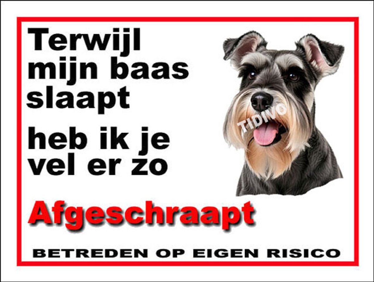 Dwergschnauzer 15