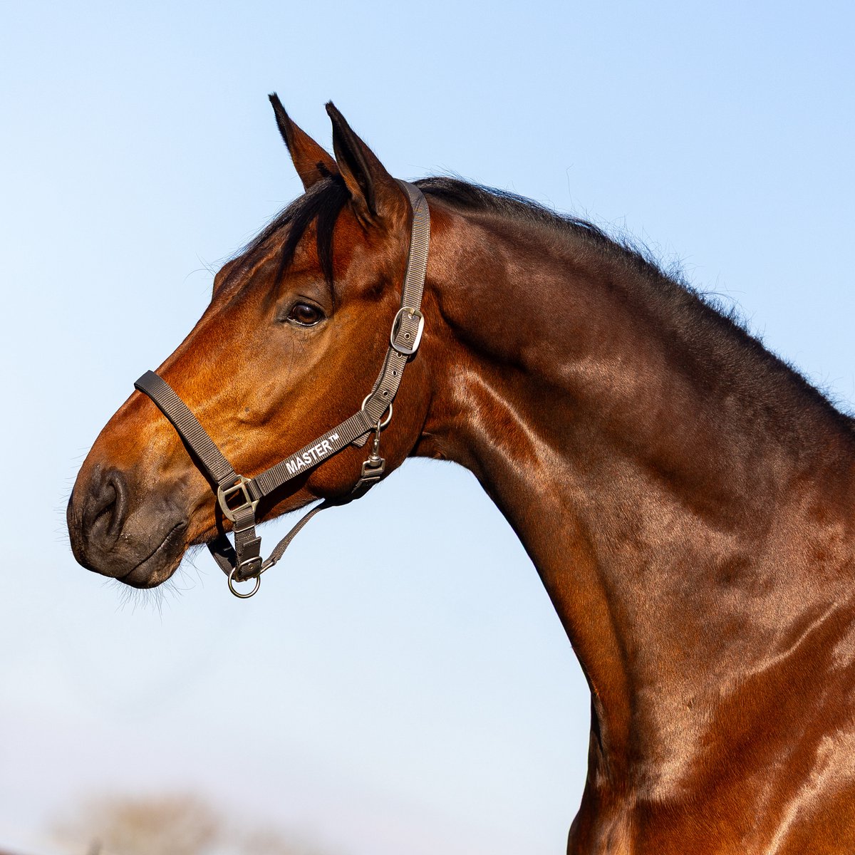 Halter MASTER Anthracite Cob