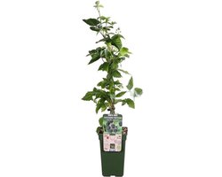 Rubus fruticosus ‘Black Satin’ (braam) | 75 cm hoog | In 10 cm pot | Doornloze braam met rijke oogst