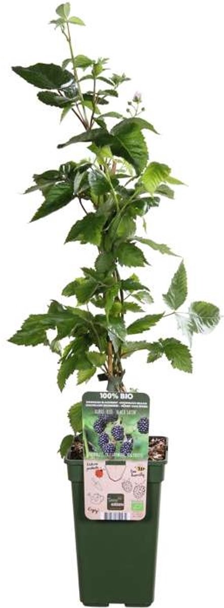JUNAVERA Rubus fruticosus ‘Black Satin’ (braam) | 75 cm hoog | In 10 cm pot | Doornloze braam met rijke oogst