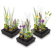 Drie vijvermanden met verschillende waterplanten, waaronder gele iris en paarse lisdodde.