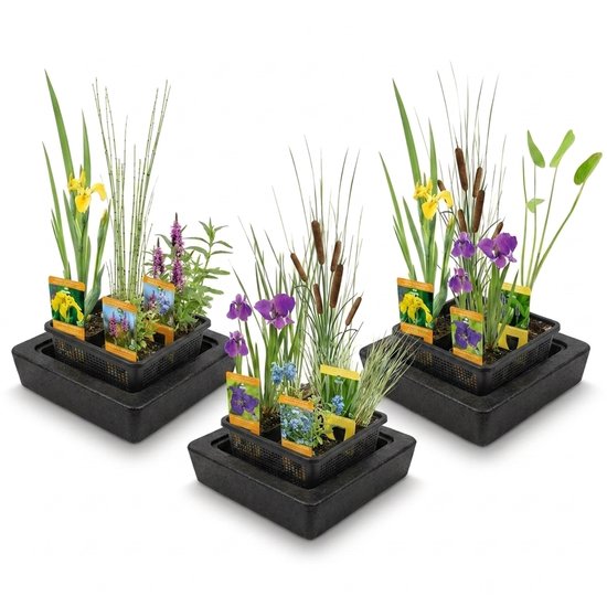 Drie vijvermanden met verschillende waterplanten, waaronder gele iris en paarse lisdodde.