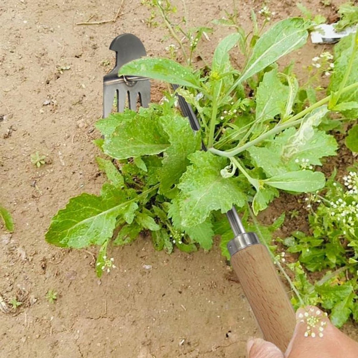 Onkruidwieder - Onkruidtrekker Tuin - Onkruid Verwijderen - 4 Scherpe Tanden - 27 cm - Metaal
