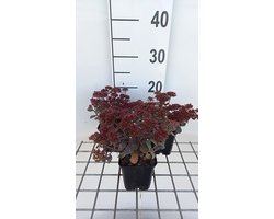 6x Vetkruid - Sedum hybr. 'Red Sparkle' | 9x9 cm pot