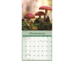 CAROUSEL Kalender 2026 - Mushrooms Wall
