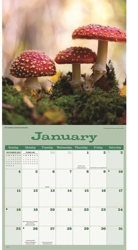 CAROUSEL Kalender 2026 - Mushrooms Wall