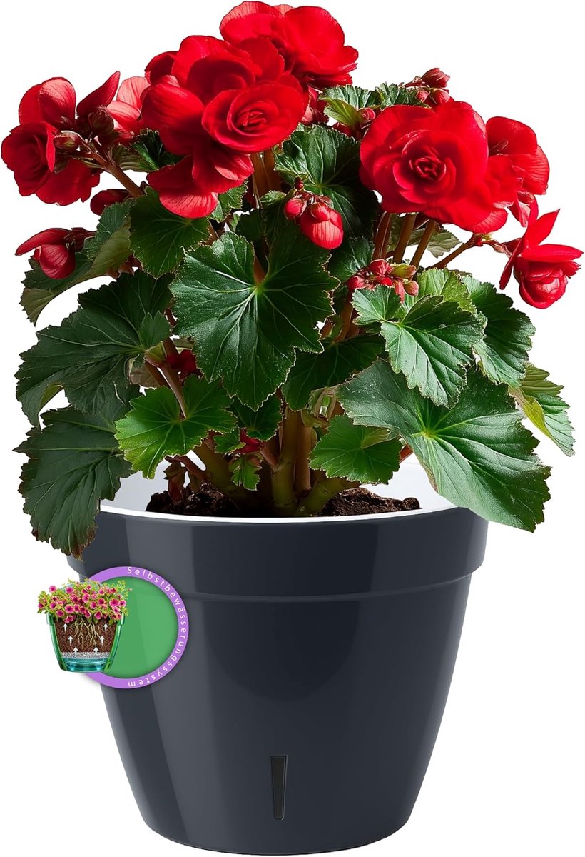 Zelfbewaterende Bloempot - Pot met Waterindicator - Planten Verzorgen - Waterniveau Zichtbaar - 23.5 cm Diameter - Antraciet Wit — cadeau in Wonen & Interieur - foto 5