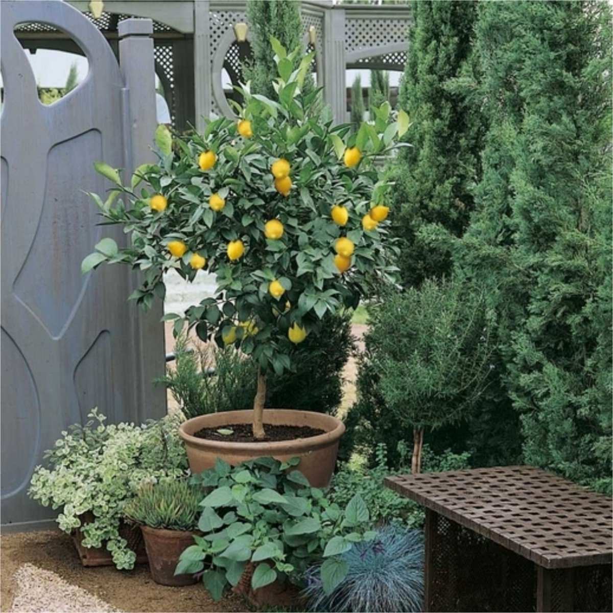 Citroenboom (Citrus Limon) - - Vaste planten - Moestuin - Bijen-Vlinders - bloeit in Juni / Juli / Augustus