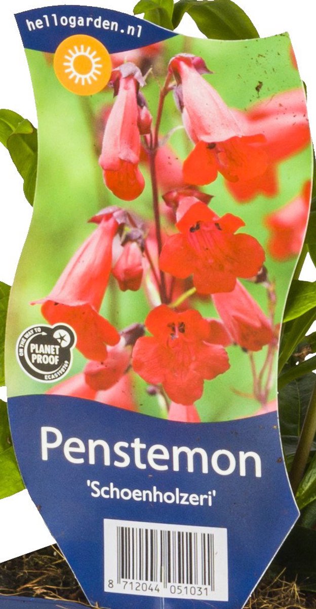 Griffioen - Penstemon 'Schoenholzeri'