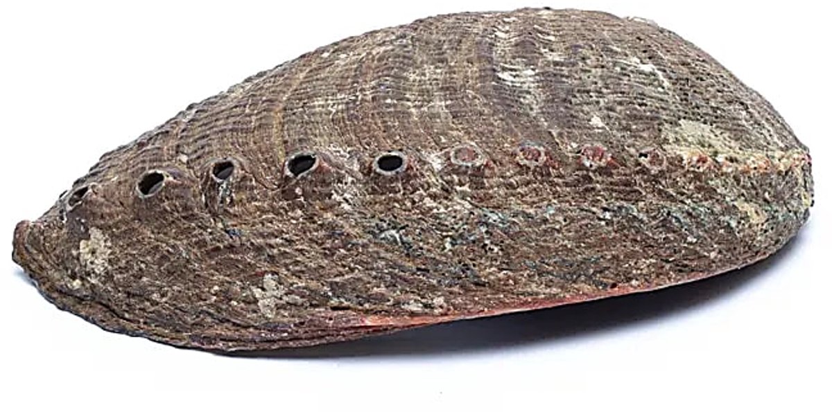 Smudge schelp Abalone, Haliotis fulgens, groen, 12 - 16 cm — cadeau in Wonen & Interieur - foto 3