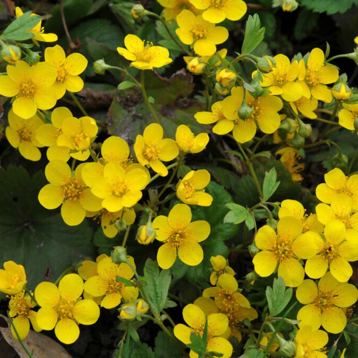 Goudaardbei (Waldsteinia Ternata) - 6x - Vaste planten - Bijen-Vlinders - Groenblijvend - Bodembedekkers - Voorjaarsbollen - bloeit in April / Mei