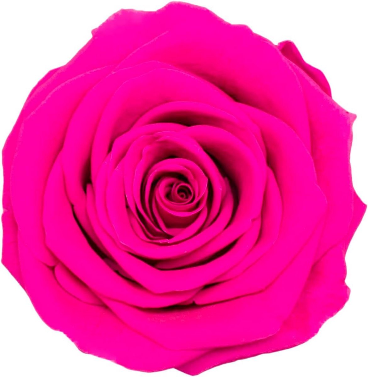 Rozenhoofden - Eeuwige Bloemen - Romantisch Cadeau - Natuurlijke Echte Roos - 5-6 cm - Roze