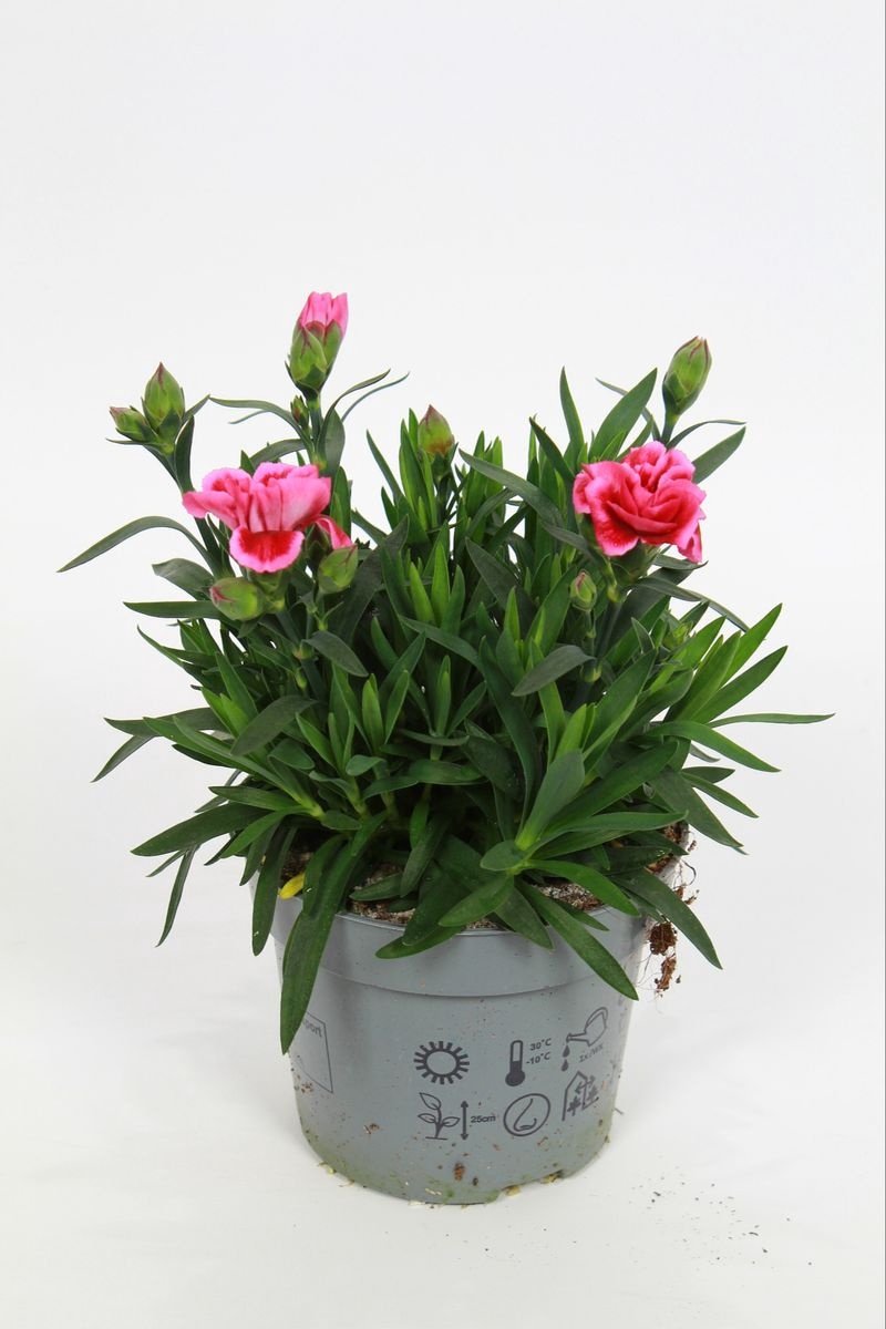 JUNAVERA Dianthus Oscar Pink Star (anjer) | Roze bloeier voor tuin, balkon en terras | 20 cm hoog | 10 cm pot