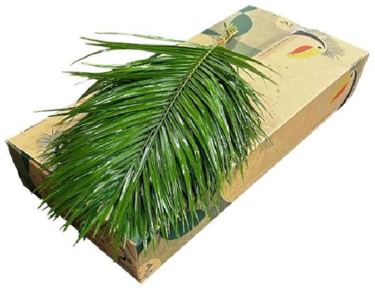 20x Sg phoenix 80cm