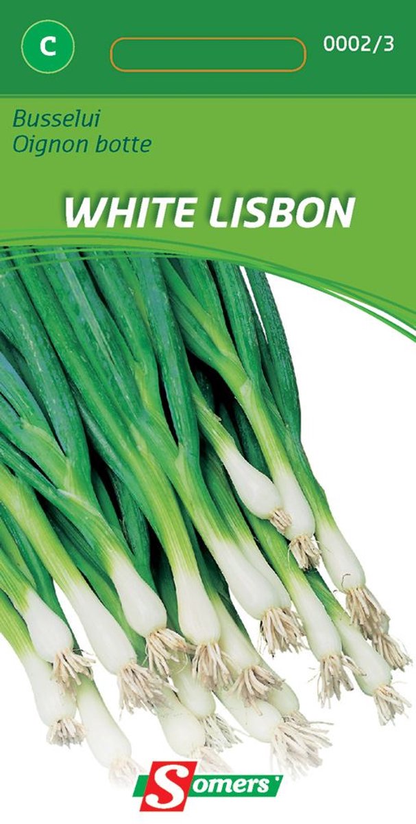 Somers zaden - Busselui White Lisbon