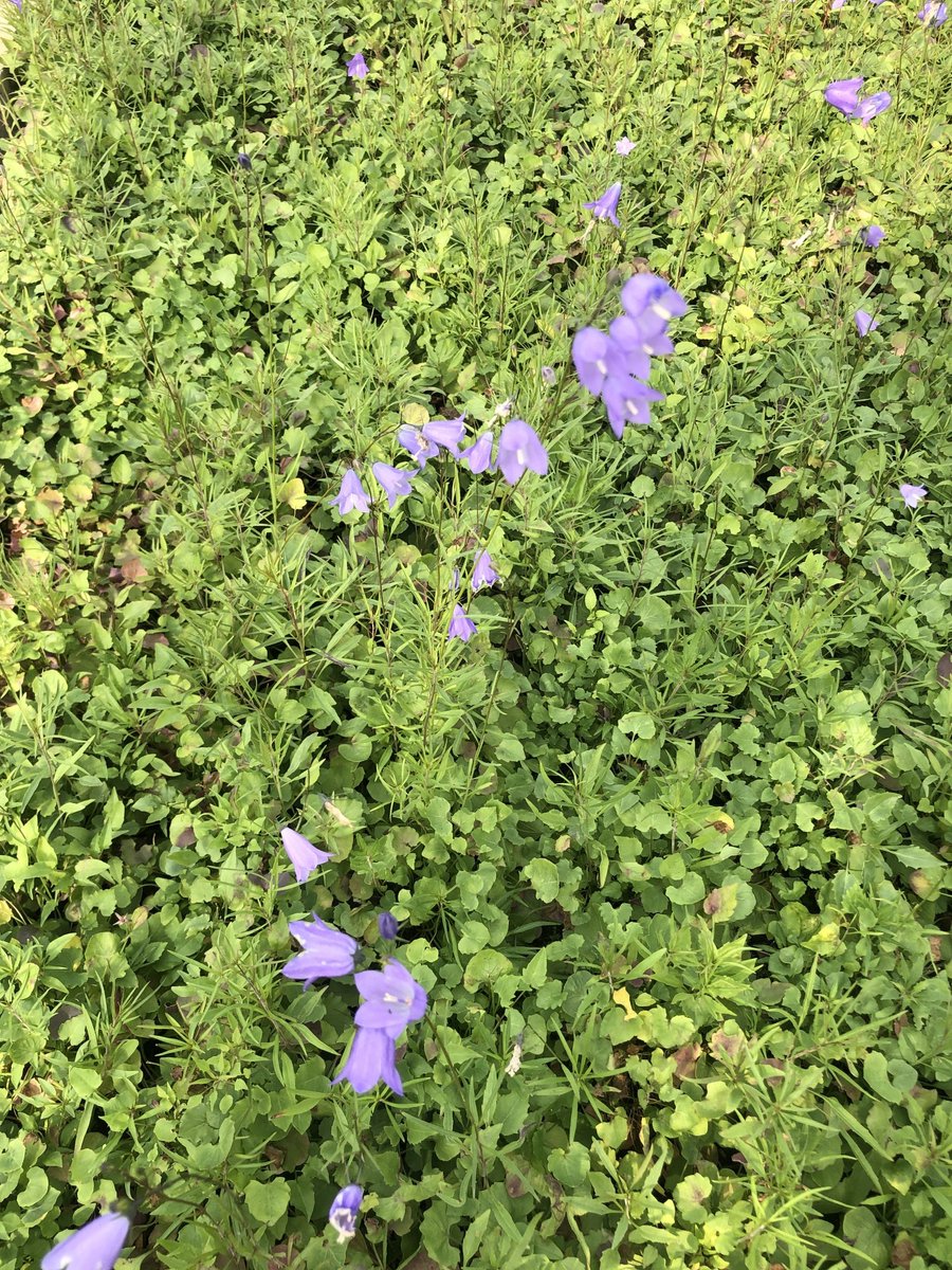 6x Grasklokje - Campanula rotundifolia | 9x9 cm pot