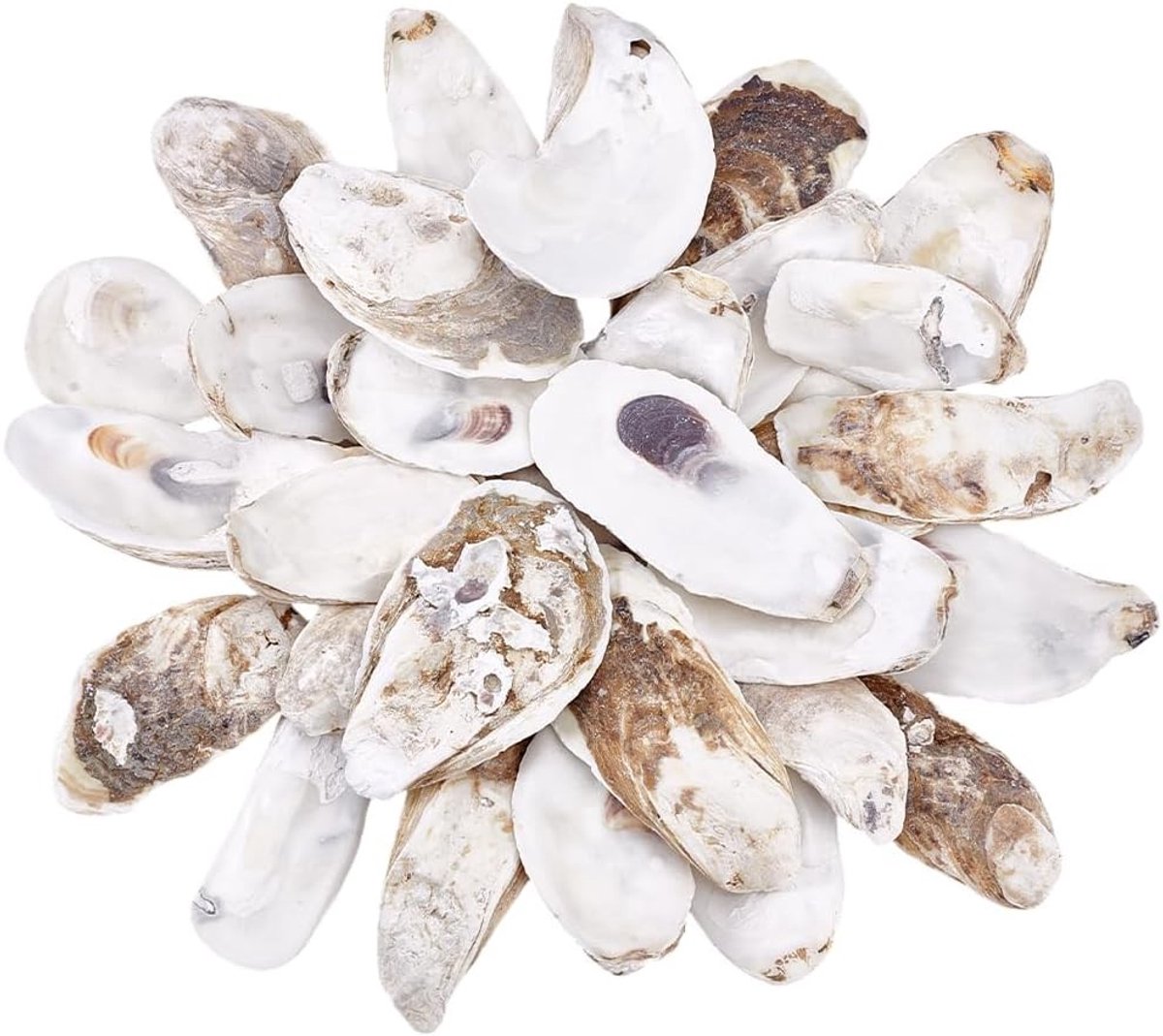 30 Stuks Oesterschelpen voor Creatief Gebruik 2.7~12cm Grote Natuurlijke Schelpen voor Versieringen, Hangdecoraties en Feestdecoraties