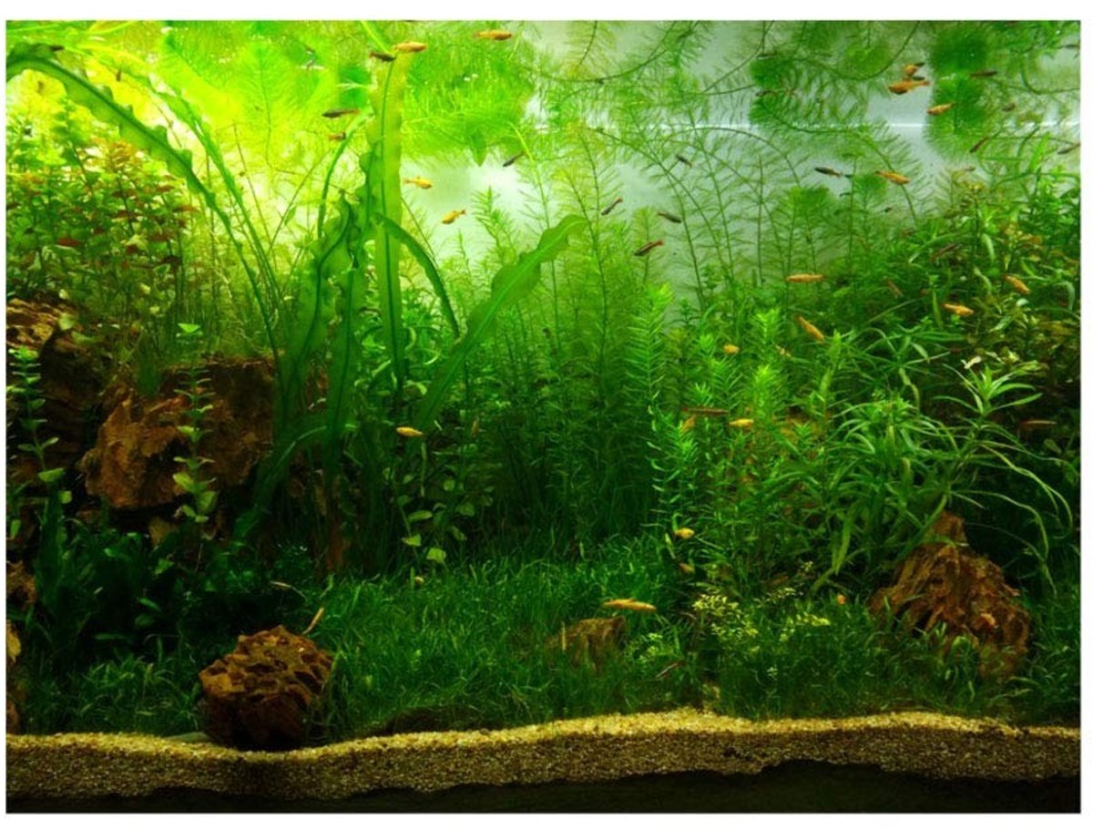 By shayne - Aquarium Poster - Watergras Achtergrond - 61 x 30 cm - Decoratieve Poster - PVC Achtergrond - Geschikt voor Binnen - Groene Kleur