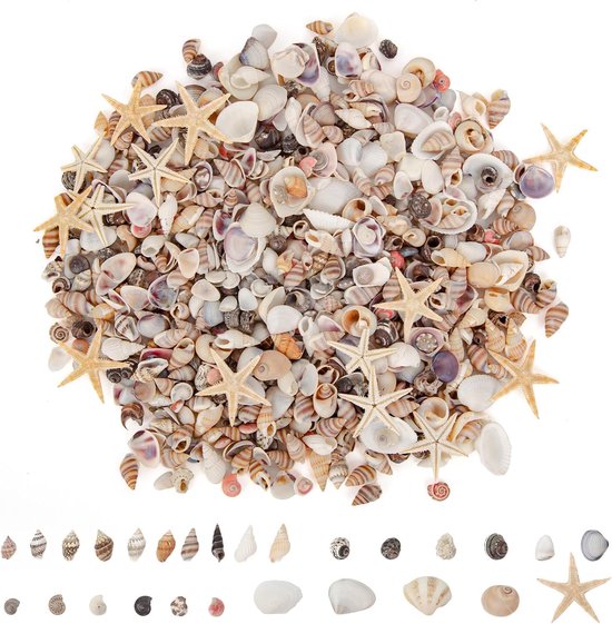 Set de Coquillages Naturels - Mini Coquillages et Étoiles de Mer - 1000 Pièces - Non Peints pour l'Artisanat - Fête de Plage et Décoration de Bougies - Couleurs Mixtes
