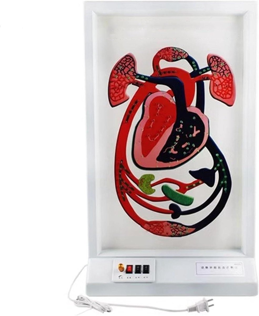 Circulatie Model - Anatomie Tool - Onderwijs Demonstratie - Realistische Hartslag Simulatie - 72 x 45 x 16 cm - Transparant
