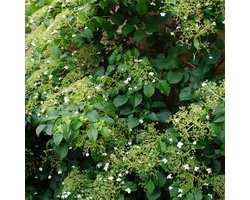 Bloomique - Set van 2 - Hydrangea Petiolaris - Klimhortensia - Hortensia - Klimplanten - Tuinplanten - Winterhard - Hoogte 50-70 cm - Pot 15cm