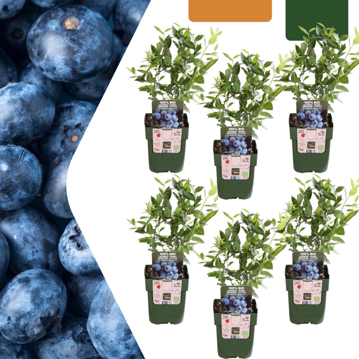 Tuinplantenshop.com | Bosbessenplanten - Vaccinium corymbosum - biologisch | 6 stuks - Ø13cm - 20cm hoog - Tuinplant - Groente & Fruit